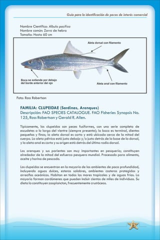 ABC Guia de peces de panama