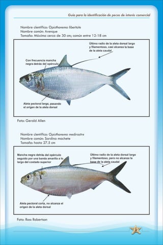 ABC Guia de peces de panama