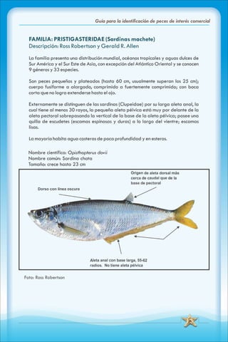 ABC Guia de peces de panama