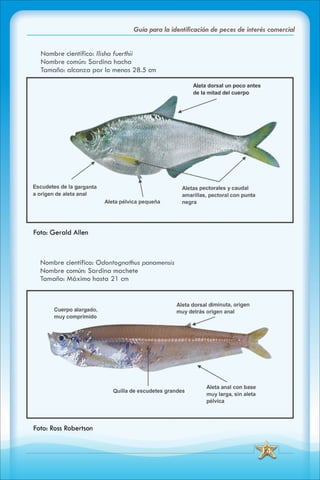 ABC Guia de peces de panama