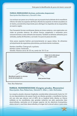 ABC Guia de peces de panama