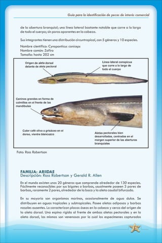 ABC Guia de peces de panama