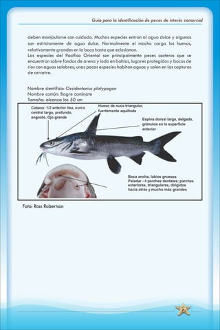 ABC Guia de peces de panama