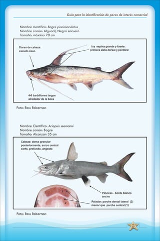 ABC Guia de peces de panama