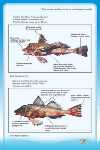 ABC Guia de peces de panama