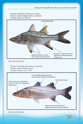 ABC Guia de peces de panama