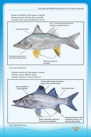 ABC Guia de peces de panama