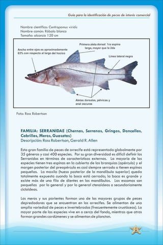 ABC Guia de peces de panama