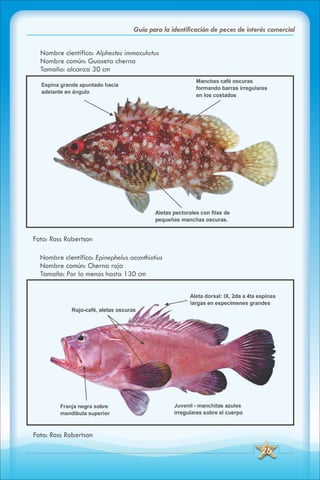 ABC Guia de peces de panama