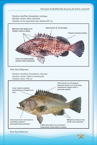 ABC Guia de peces de panama