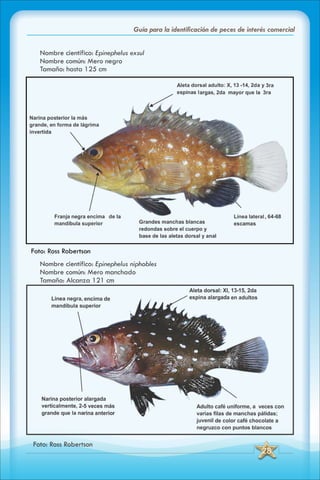 ABC Guia de peces de panama