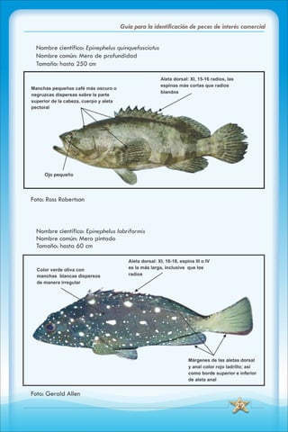 ABC Guia de peces de panama