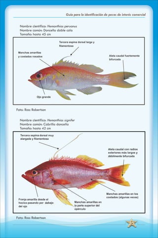 ABC Guia de peces de panama