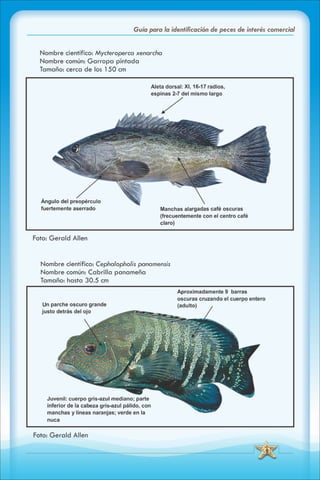 ABC Guia de peces de panama