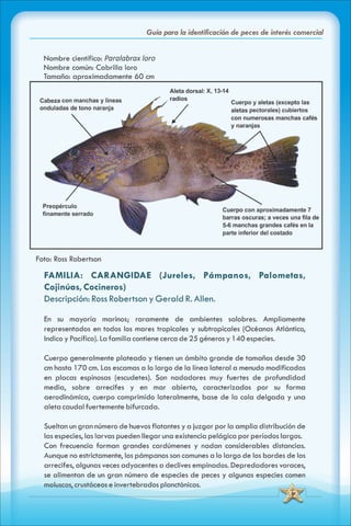 ABC Guia de peces de panama