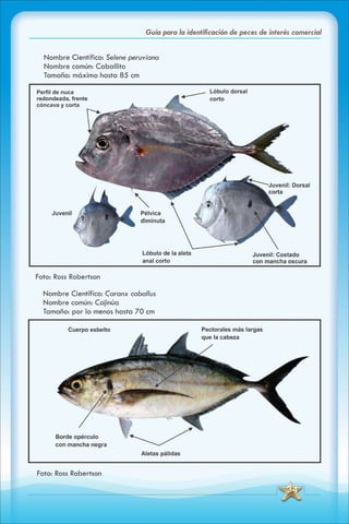 ABC Guia de peces de panama