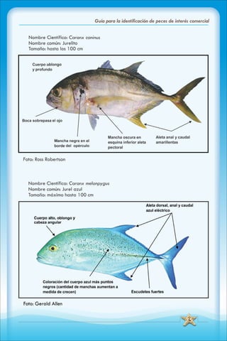 ABC Guia de peces de panama