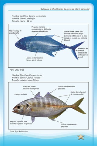 ABC Guia de peces de panama