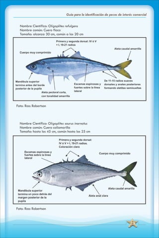 ABC Guia de peces de panama