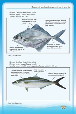 ABC Guia de peces de panama