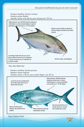 ABC Guia de peces de panama