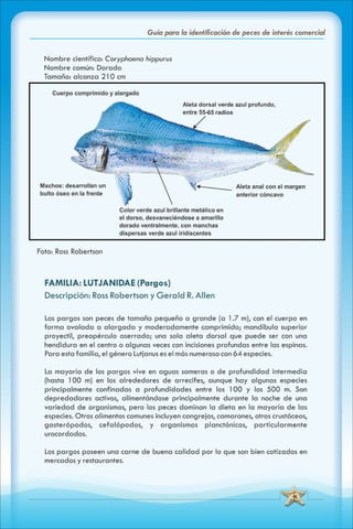 ABC Guia de peces de panama