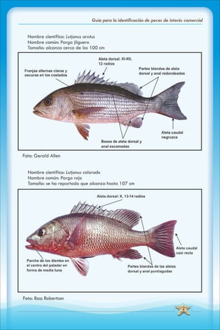 ABC Guia de peces de panama