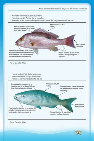 ABC Guia de peces de panama