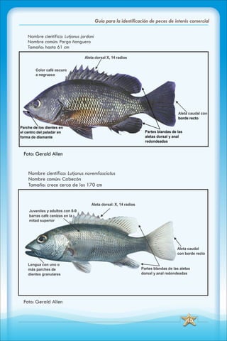 ABC Guia de peces de panama