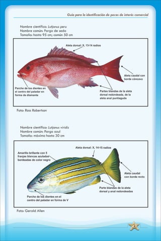 ABC Guia de peces de panama