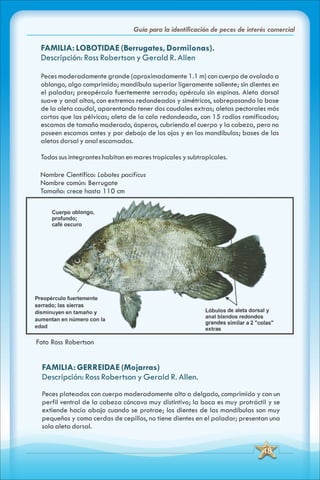 ABC Guia de peces de panama