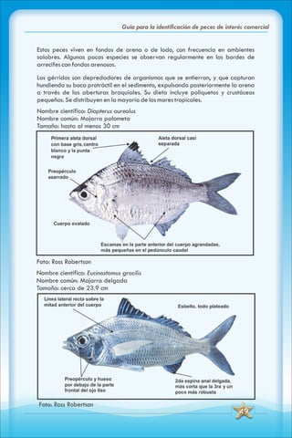 ABC Guia de peces de panama