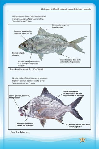 ABC Guia de peces de panama