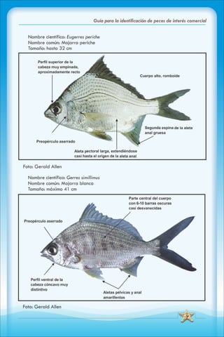 ABC Guia de peces de panama