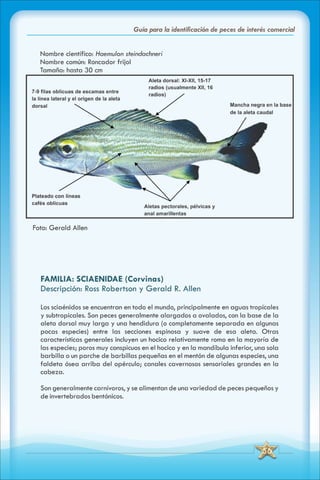 ABC Guia de peces de panama