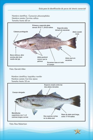ABC Guia de peces de panama