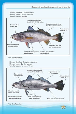 ABC Guia de peces de panama