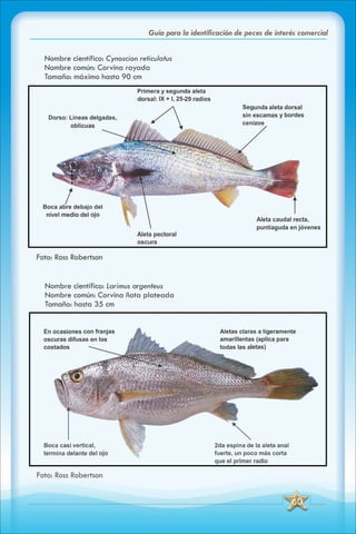 ABC Guia de peces de panama