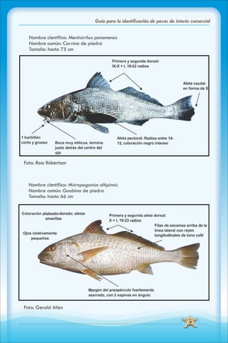 ABC Guia de peces de panama