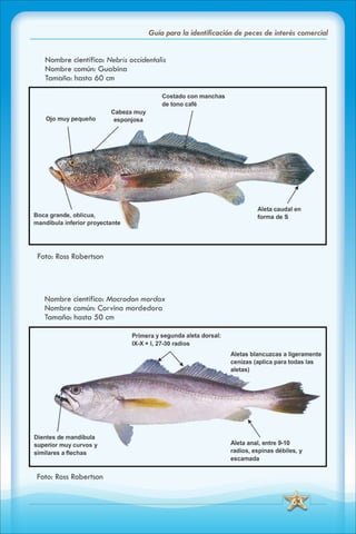 ABC Guia de peces de panama