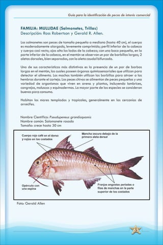 ABC Guia de peces de panama