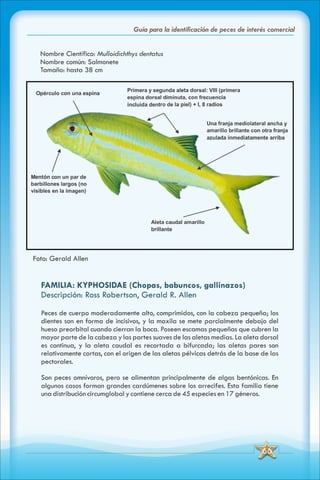 ABC Guia de peces de panama