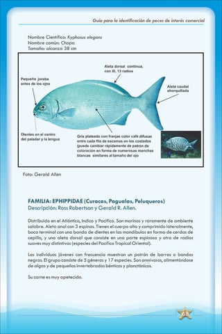 ABC Guia de peces de panama
