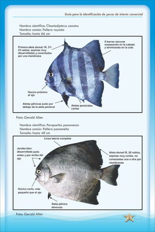 ABC Guia de peces de panama