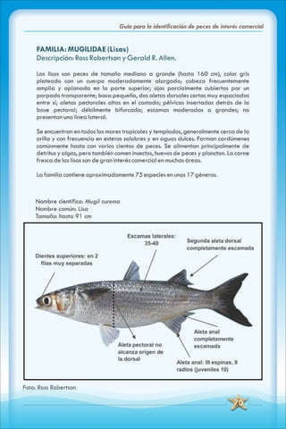 ABC Guia de peces de panama
