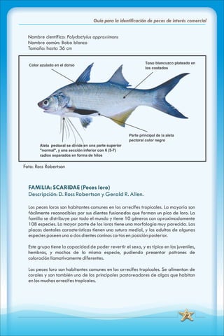 ABC Guia de peces de panama