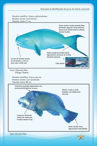ABC Guia de peces de panama