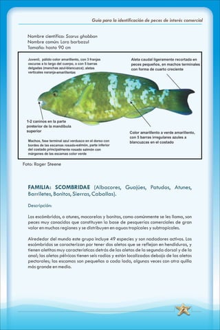 ABC Guia de peces de panama