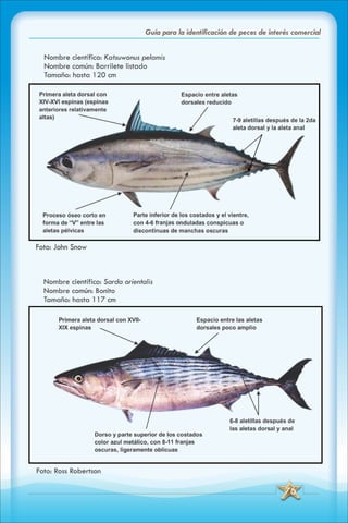 ABC Guia de peces de panama
