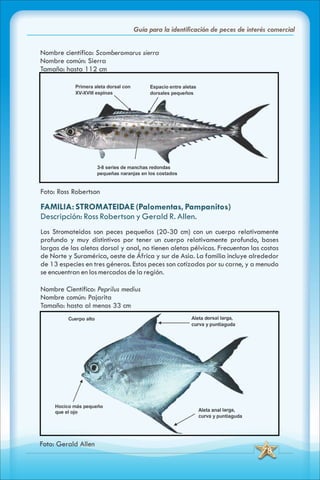 ABC Guia de peces de panama